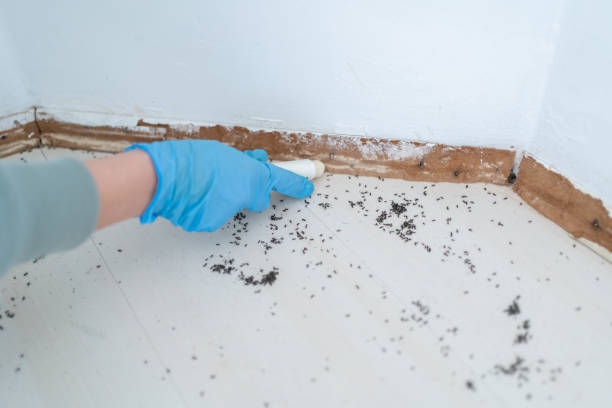 Best Insect Control  in Savanna, IL